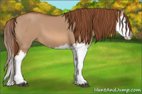 Horse Color:Red Dun Splash 