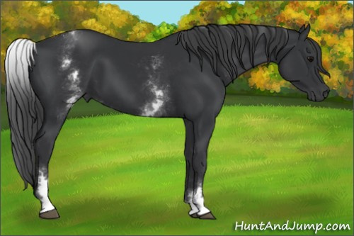 Horse Color: White Spotted Black 
