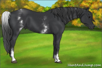 Horse Color:White Spotted Black