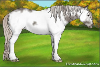 Horse Color:White Spotted Silver Brown Sabino Frame
