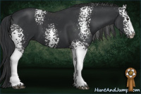 Horse Color:White Spotted Brown Sabino 