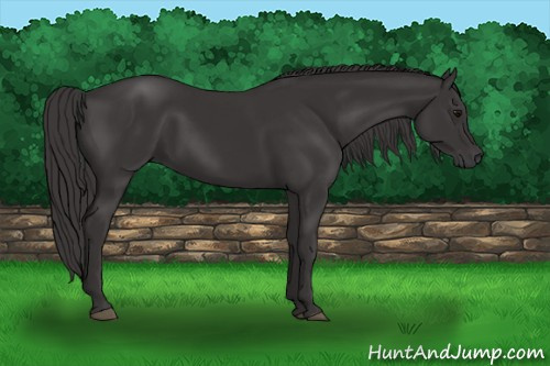 Horse Color: Smoky Black 