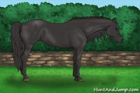 Horse Color:Smoky Black 