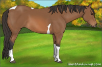 Horse Color:Bay Tobiano