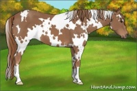 Horse Color:White Spotted Chestnut 