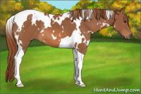 Horse Color:White Spotted Chestnut Tobiano 