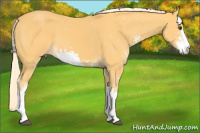 Horse Color:Palomino Sabino