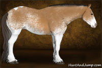 Horse Color:White Spotted Buckskin Tobiano 