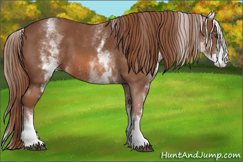 Horse Color: White Spotted Chestnut Sabino 
