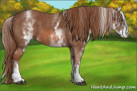 Horse Color:White Spotted Chestnut Sabino