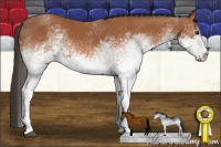 Horse Color:White Spotted Bay 