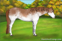 Horse Color:White Spotted Red Roan 