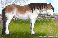 Horse Color:White Spotted Bay 