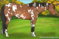 Horse Color:White Spotted Bay 