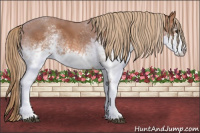 Horse Color:White Spotted Chestnut