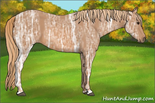 Horse Color: Unknown 
