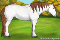 Horse Color:White Spotted Chestnut
