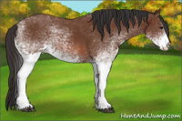 Horse Color:White Spotted Bay 