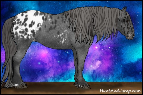 Horse Color: Black Blanket 