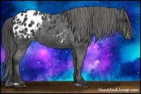 Horse Color:Black Appaloosa