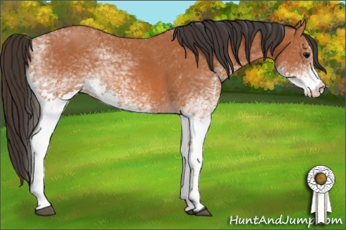 Horse Color: White Spotted Bay 
