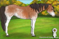 Horse Color:White Spotted Bay