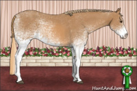 Horse Color:White Spotted Chestnut 