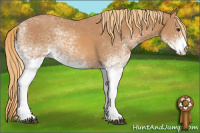Horse Color:White Spotted Chestnut 