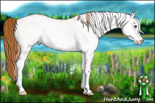 Horse Color: White Spotted Chestnut 