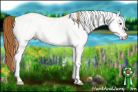 Horse Color:White Spotted Chestnut 