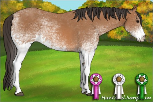 Horse Color: White Spotted Bay 
