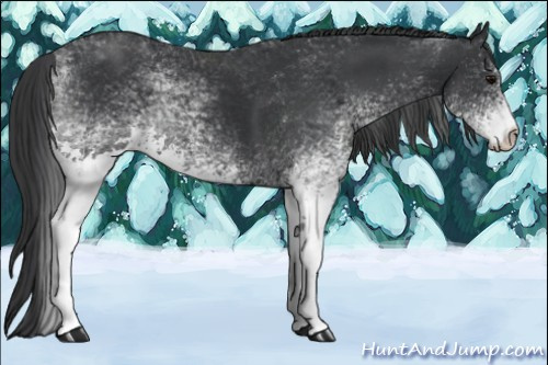 Horse Color: White Spotted Black 