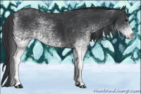 Horse Color:White Spotted Black