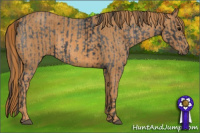 Horse Color:White Spotted Blue Roan Rabicano  Brindle