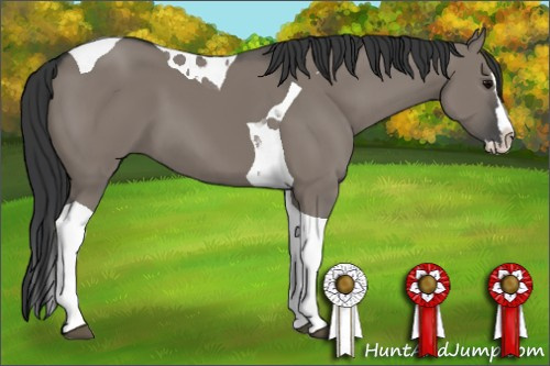 Horse Color: Grullo Splash Tobiano 