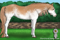 Horse Color:White Spotted Chestnut 