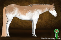 Horse Color:White Spotted Chestnut 