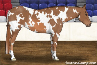 Horse Color:White Spotted Chestnut 