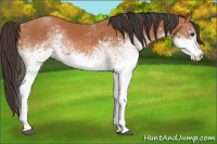 Horse Color:White Spotted Bay 