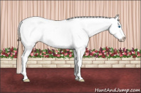 Horse Color:Red Roan Splash Appaloosa 