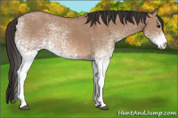 Horse Color:White Spotted Bay Dun