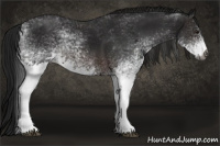 Horse Color:Gray White Spotted Bay