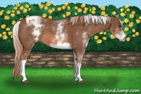 Horse Color:White Spotted Chestnut Tobiano 