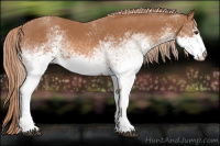 Horse Color:White Spotted Chestnut 