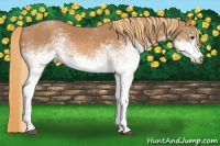 Horse Color:White Spotted Chestnut 