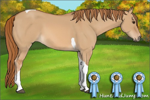 Horse Color: Unknown 