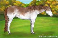 Horse Color:White Spotted Chestnut 
