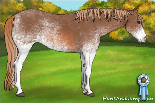 Horse Color: White Spotted Chestnut 