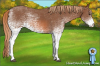 Horse Color:White Spotted Chestnut 