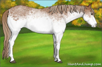 Horse Color:White Spotted Chestnut